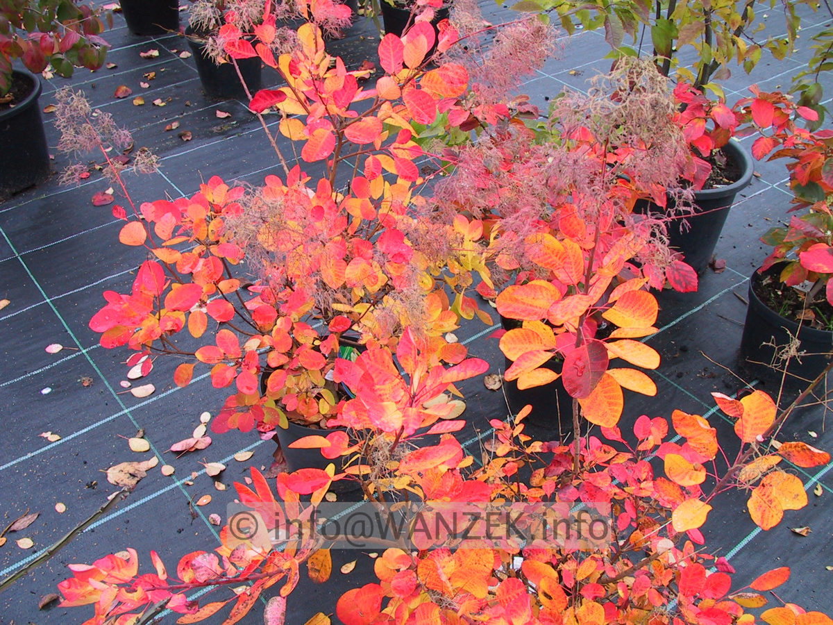 Cotinus coggygria Young Lady - Herbst2.JPG